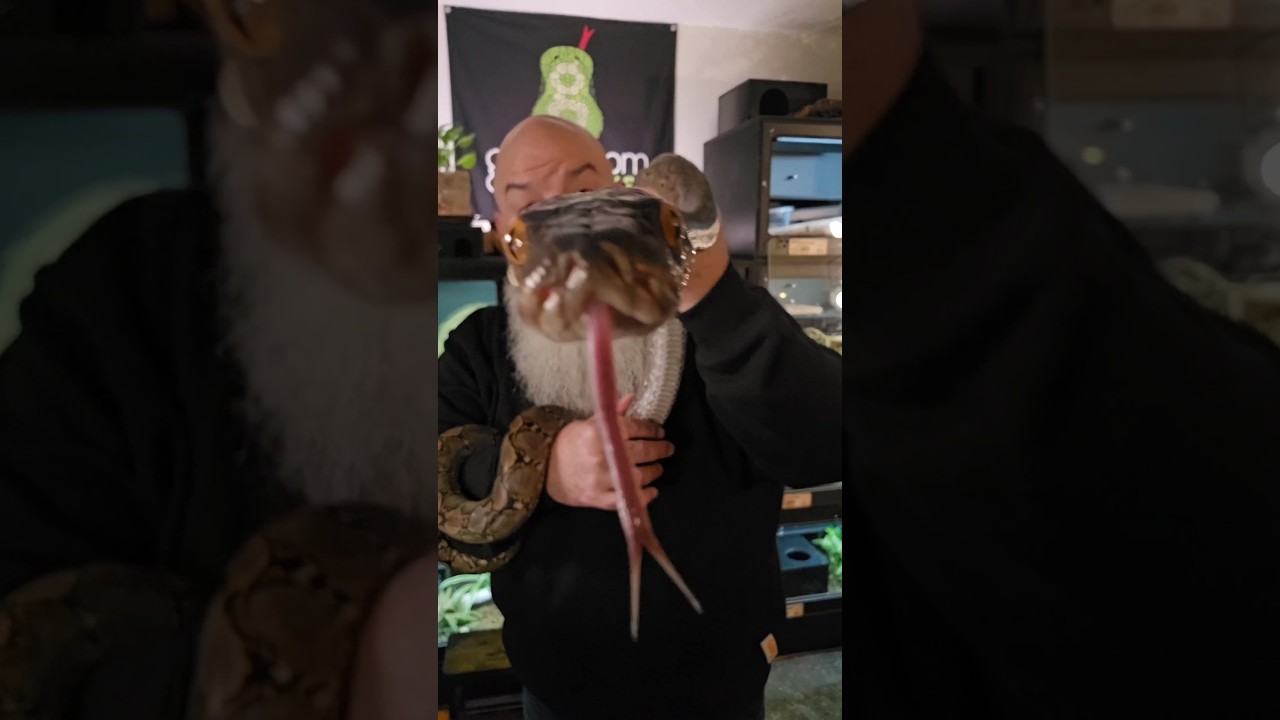 Очень захватывающие новости! (плюс проделки сетчатых жуков) @AliensAreBehindEverything