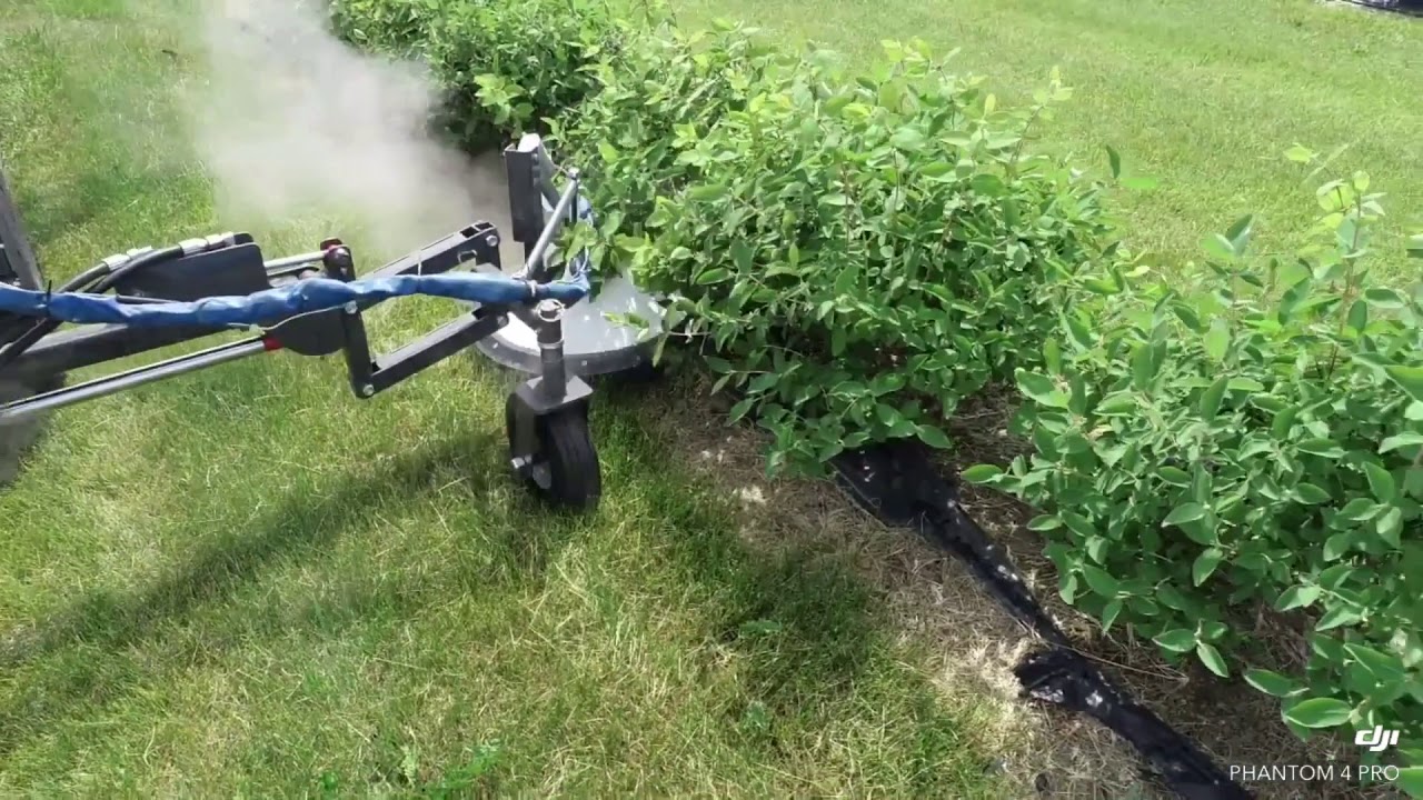 SW900 and Rowtech Head in Haskap berries