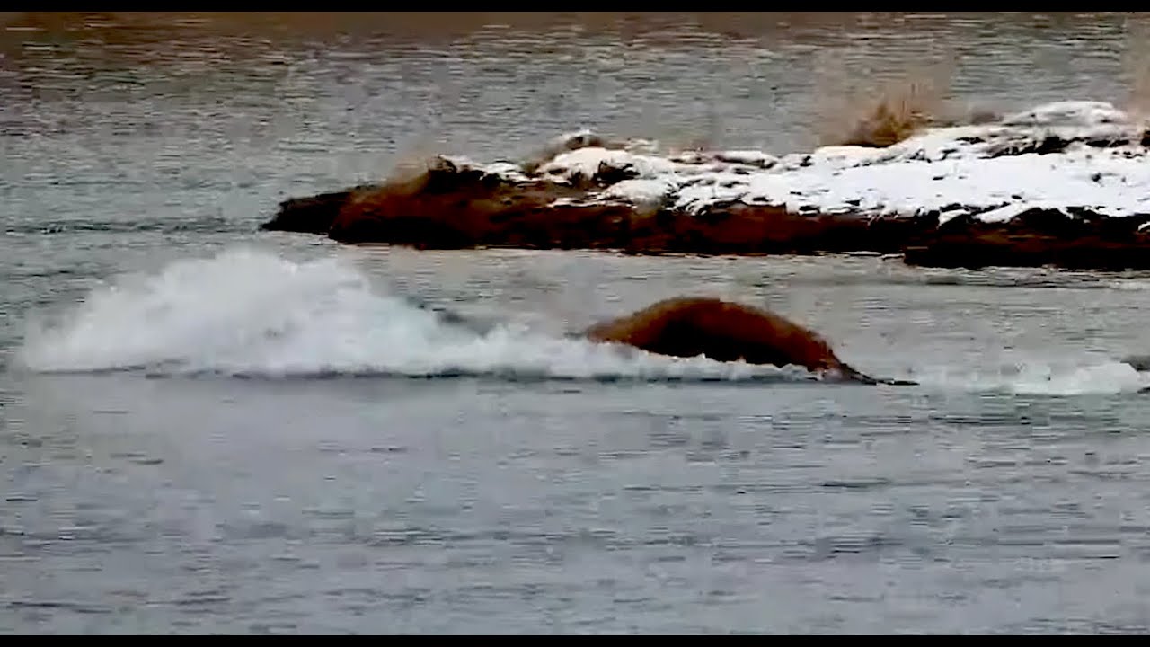 23 Oct 2025: 164 Bucky diving on lower river (explore.org)
