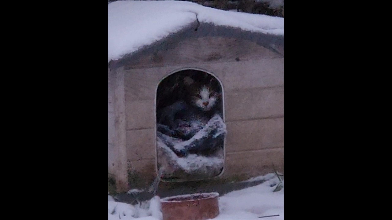 warm shelter for stray cats in this freezing city 