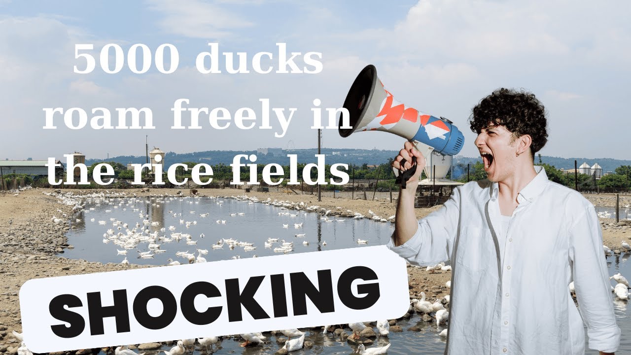 A Day in the Life of Vietnam’s Free-Range Duck Farming