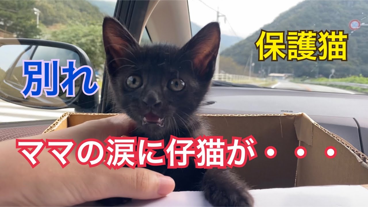 【保護猫】先住猫とは仲良くなれるのか⁉︎  ３度の流産でも涙を見せない旦那が泣いた日