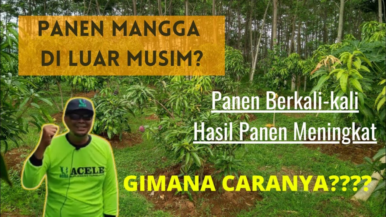 PANEN MANGGA DILUAR MUSIM? PETANI MANGGA SUKSES DENGAN NUTRISI TERBAIK
