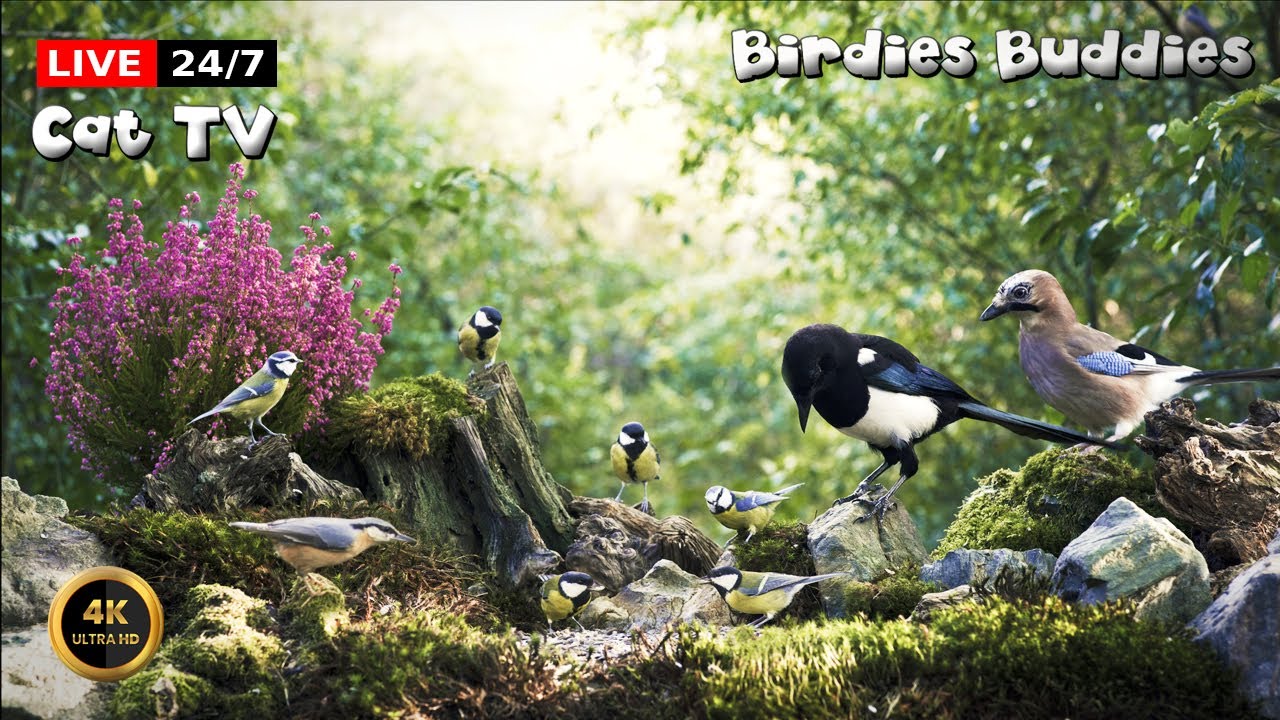 🔴24/7 LIVE Cat TV 😺 Magpie at the Feeder! 🐦🌿