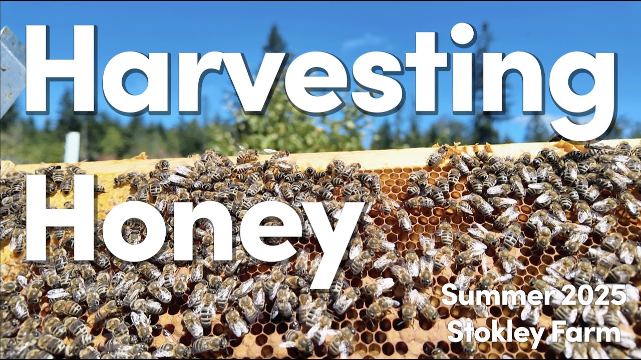 Harvesting Honey 2025 - Stokley Farm