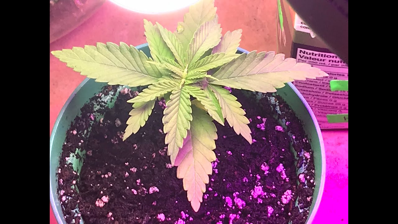 Cannabis Grow Nice Start To A Big Bush December 6 2019