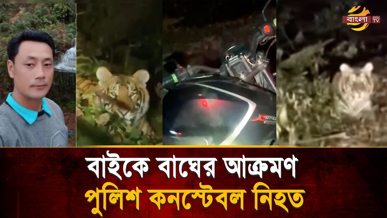 বাইকে বাঘের আক্র/মণে নি/হত পুলিশ কনস্টেবল, বনের ভেতর মিলল গু/লিবিদ্ধ বাঘিনীর দেহ! | Bangla TV