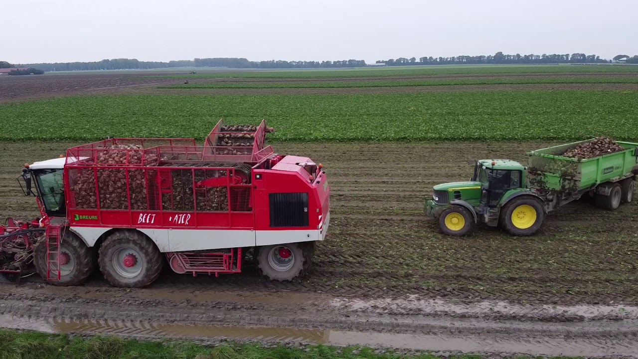 Suikerbieten oogst