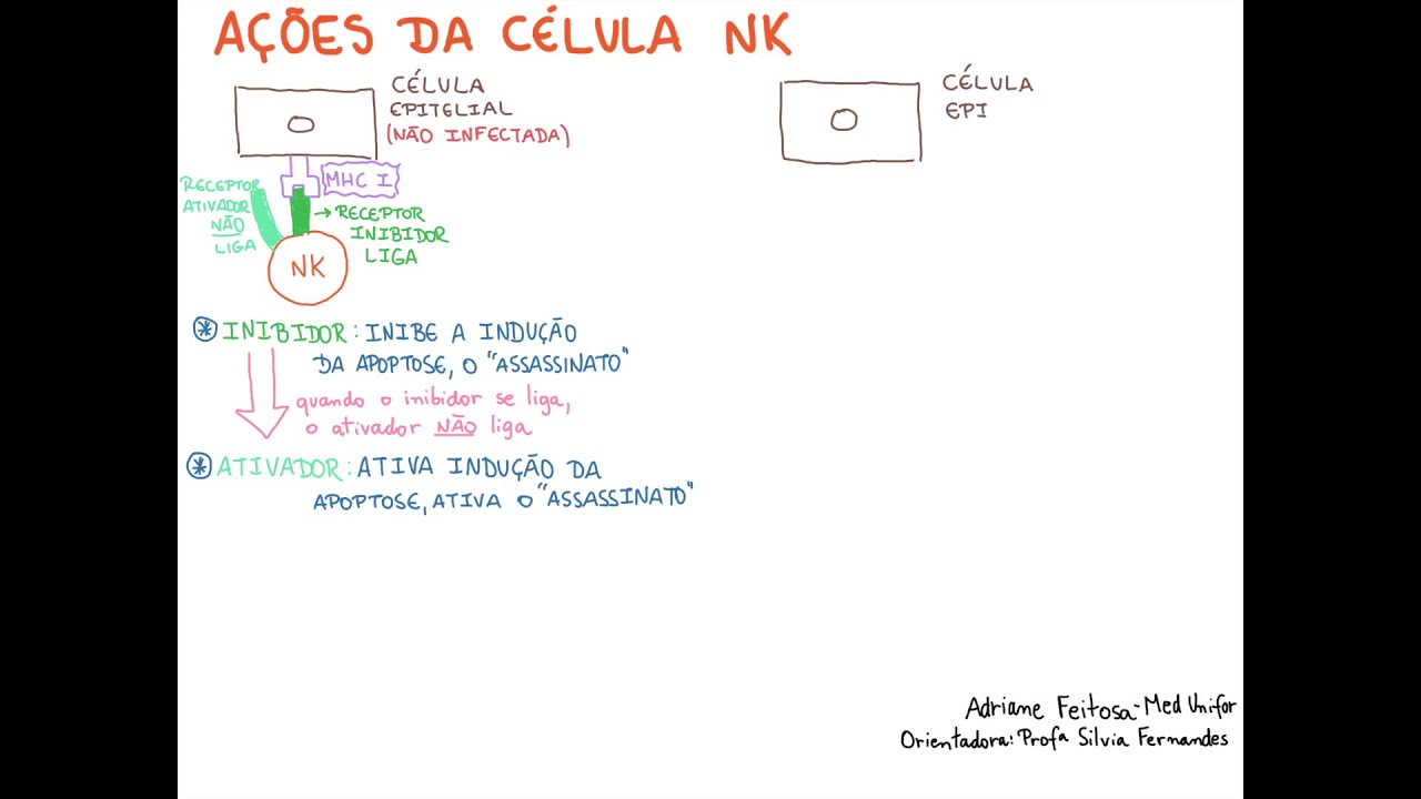 Imunologia - A&ccedil;&otilde;es da C&eacute;lula NK (Natural Killer)