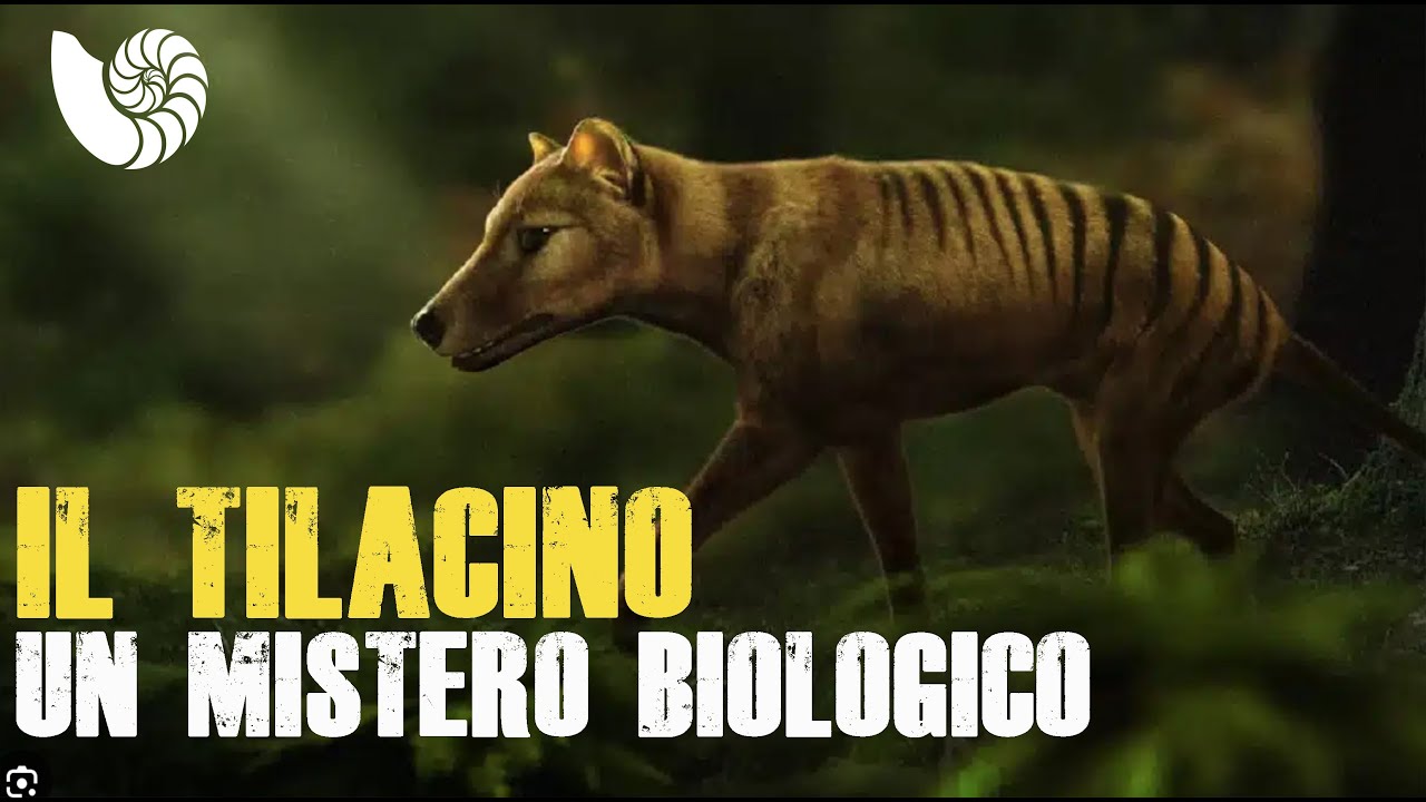 La strana evoluzione del tilacino
