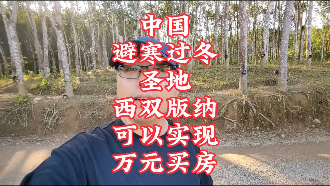 【小龙在版纳】西双版纳，避寒过冬，可以实现万元买房。2024-11-25