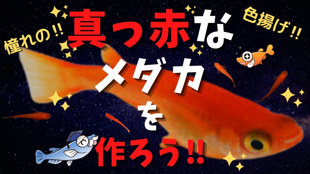 メダカの色揚げ