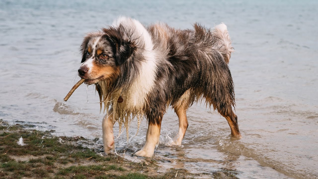 Miniature American Shepherd | My Next Dog