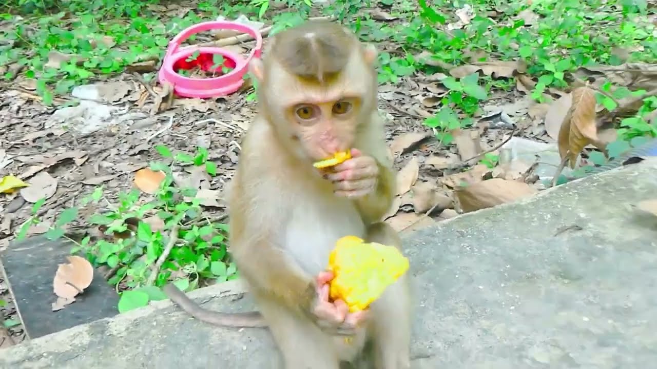 Roy baby monkey happy time eating cake great time.