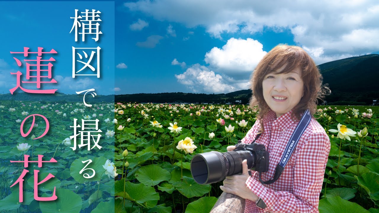 【構図が大事】蓮の花撮影法🌸望遠ズームレンズが便利です♪