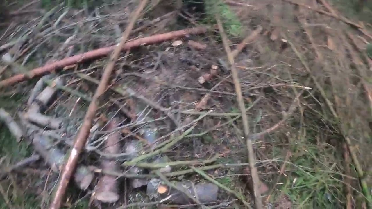 Durchforstung im Fichtenwald Teil 1