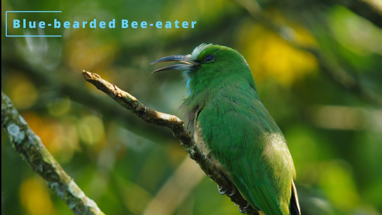 Blue-bearded Bee-eater in 4K