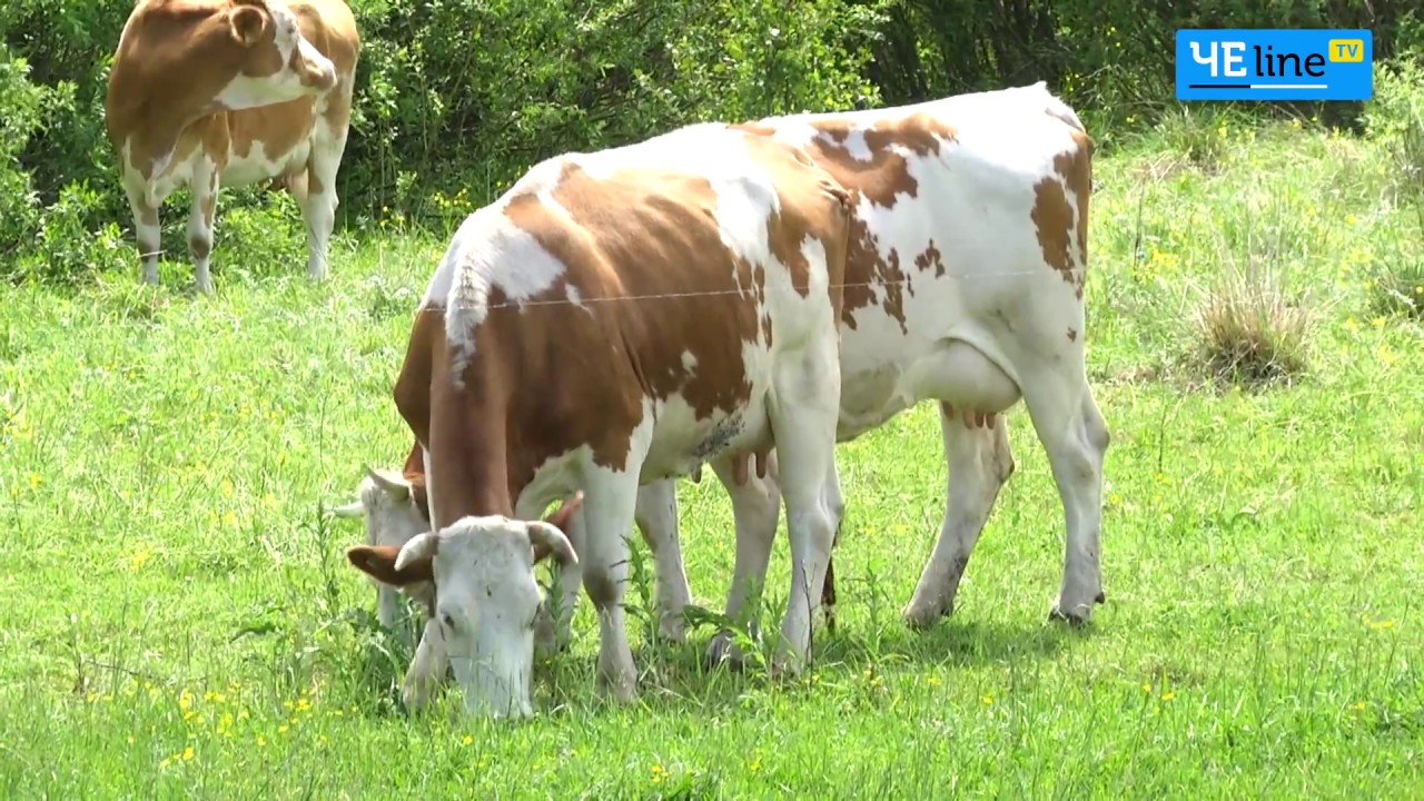 Черниговщина: Под носом у врага: аграрии – последний оберег Семёновской глубинки
