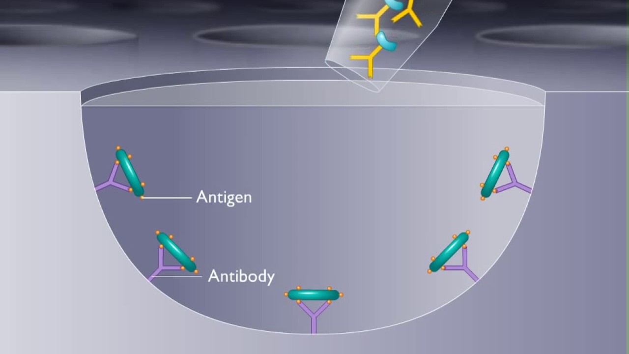 ELISA  Enzyme Linked Immunosorbent Assay HD Animation