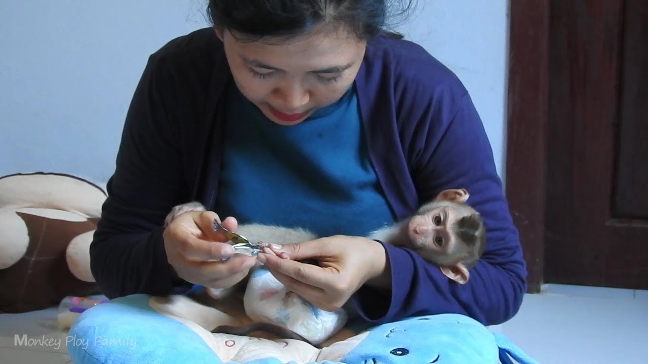 Good Baby Monkey Ploy Let Mom To Clean and Cutting Nail