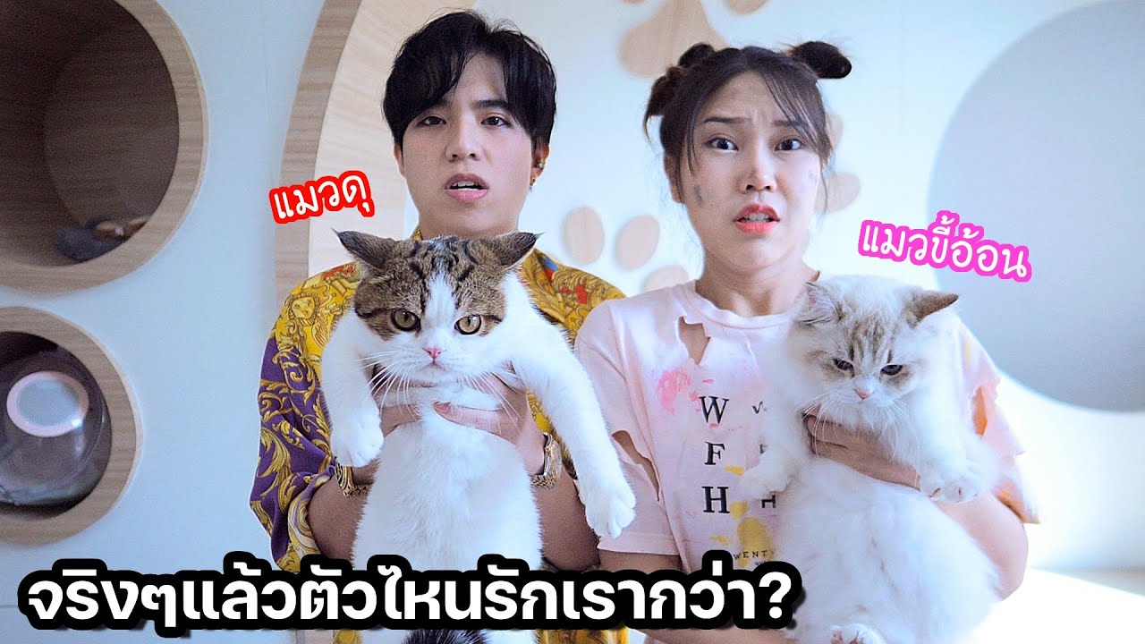 สุ่มให้แมวกำหนดชีวิต! หมดเป็นหมื่นก็ยอม!