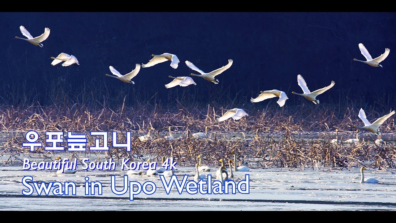 우포늪 큰고니 4k영상 | 겨울철새 | 큰고니의비상 | 흑고니 | 철새도래지 | Cinematic video | Swans in Upo Wetland