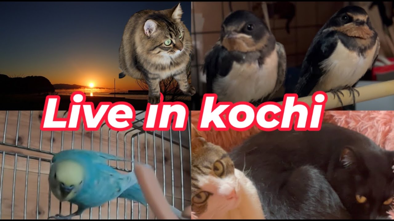 【南海トラフ）猫部屋🐈こたぬ登場🦝地域猫ご飯場＆セキセイインコ　太平洋ライブカメラ🌊🐦波の音🌊　野鳥観察　kochi japan【土佐】