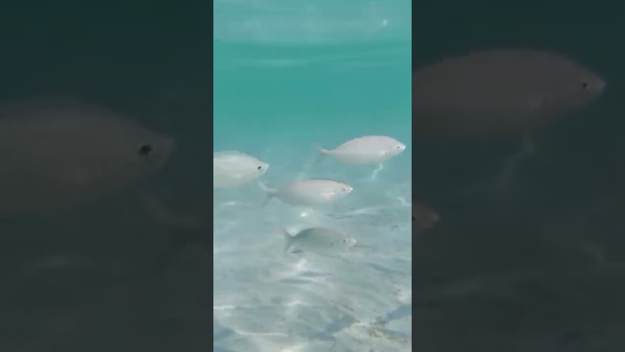 Fishes on the beach of Paguera, Mallorca