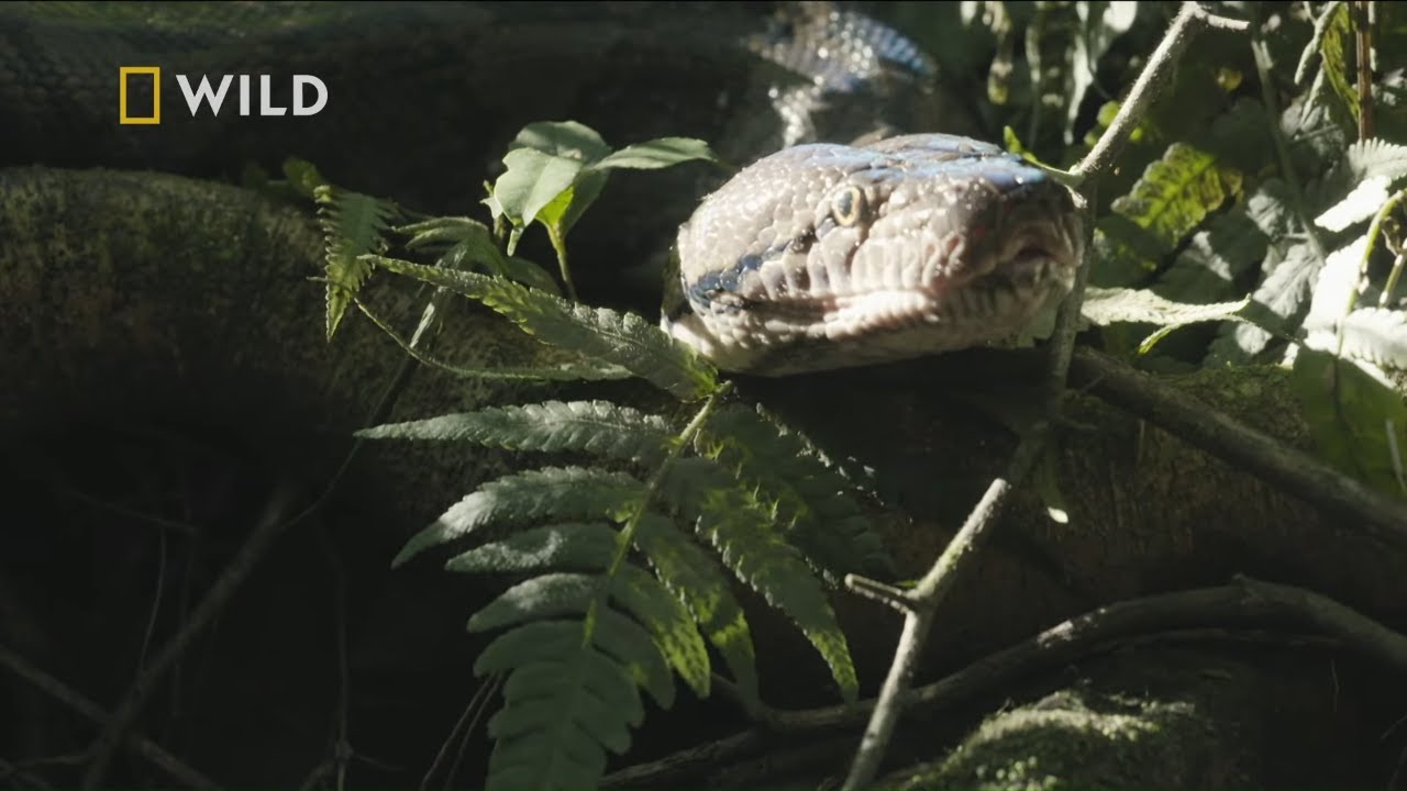 Ten pyton długości autobusu poluje nawet na dzieci [Najgroźniejsze węże świata]