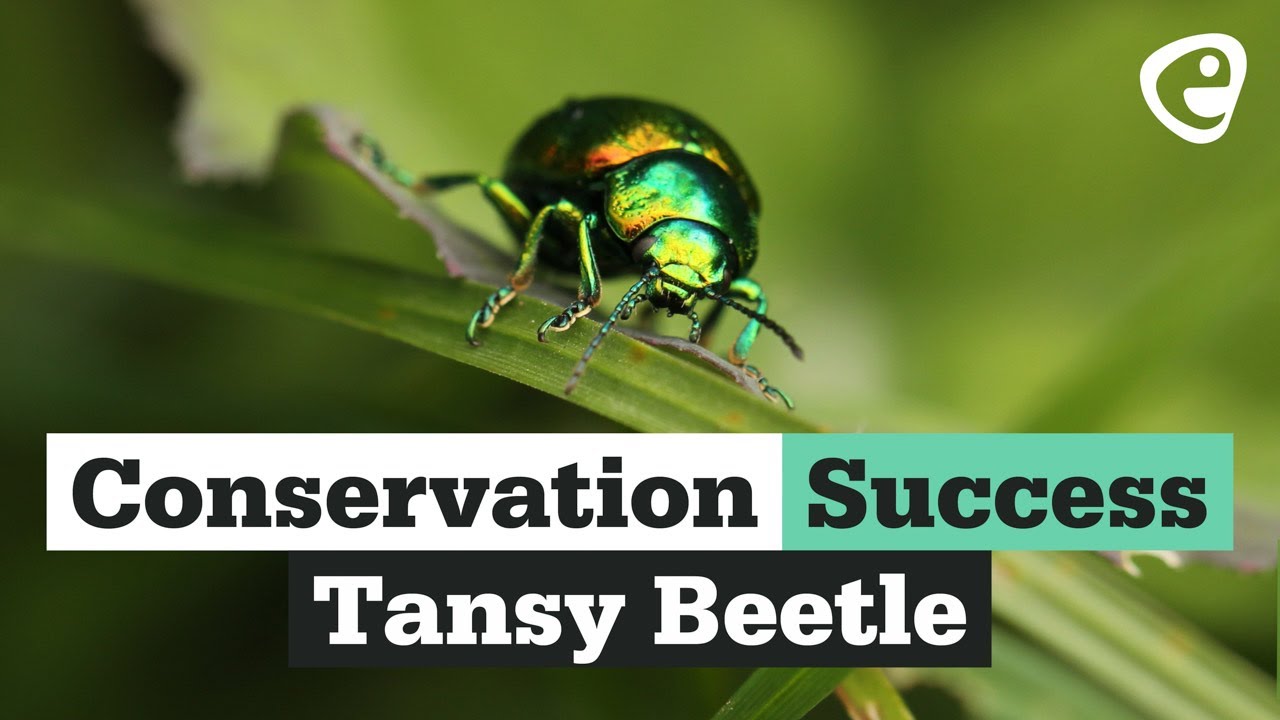 Conservation Success! The Tansy Beetle
