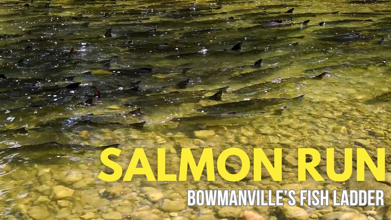Can These Salmon MAKE IT? | Bowmanville Ontario Salmon Run