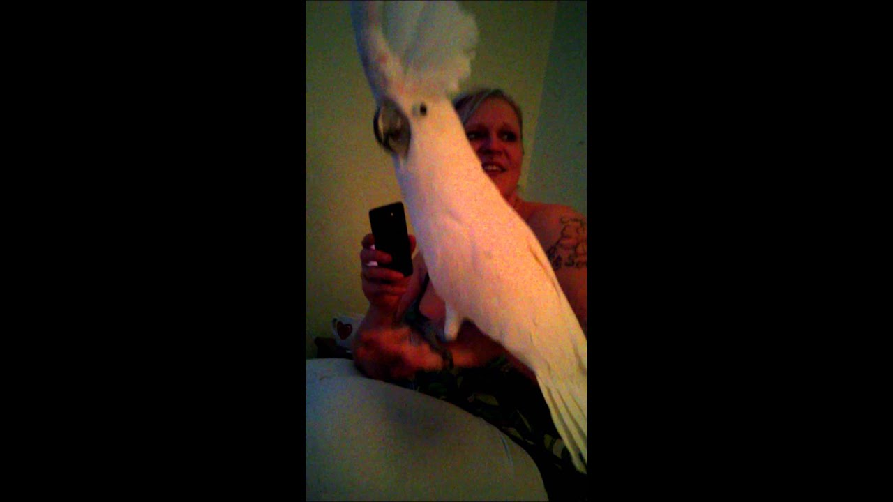 Mahkee the rockin wonderbird.