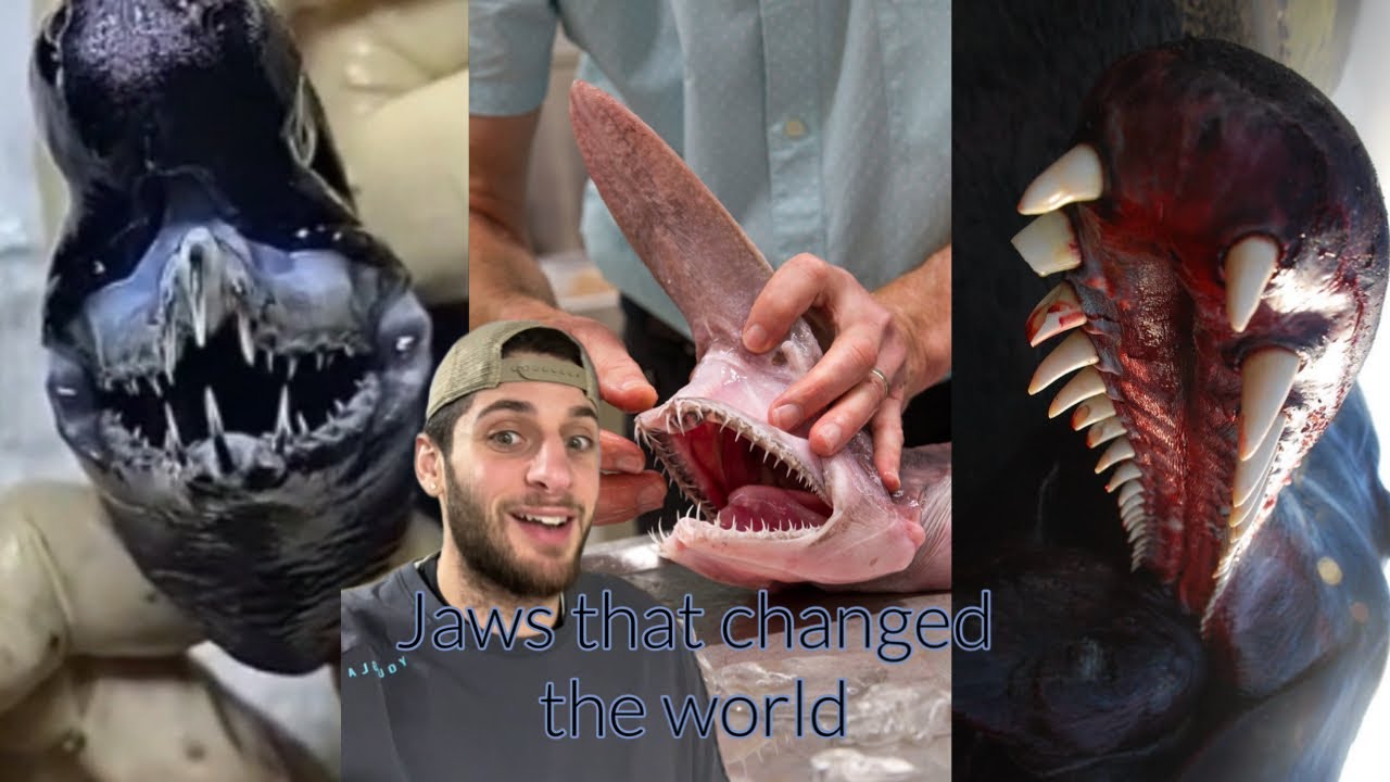A Sharks Biggest Secret