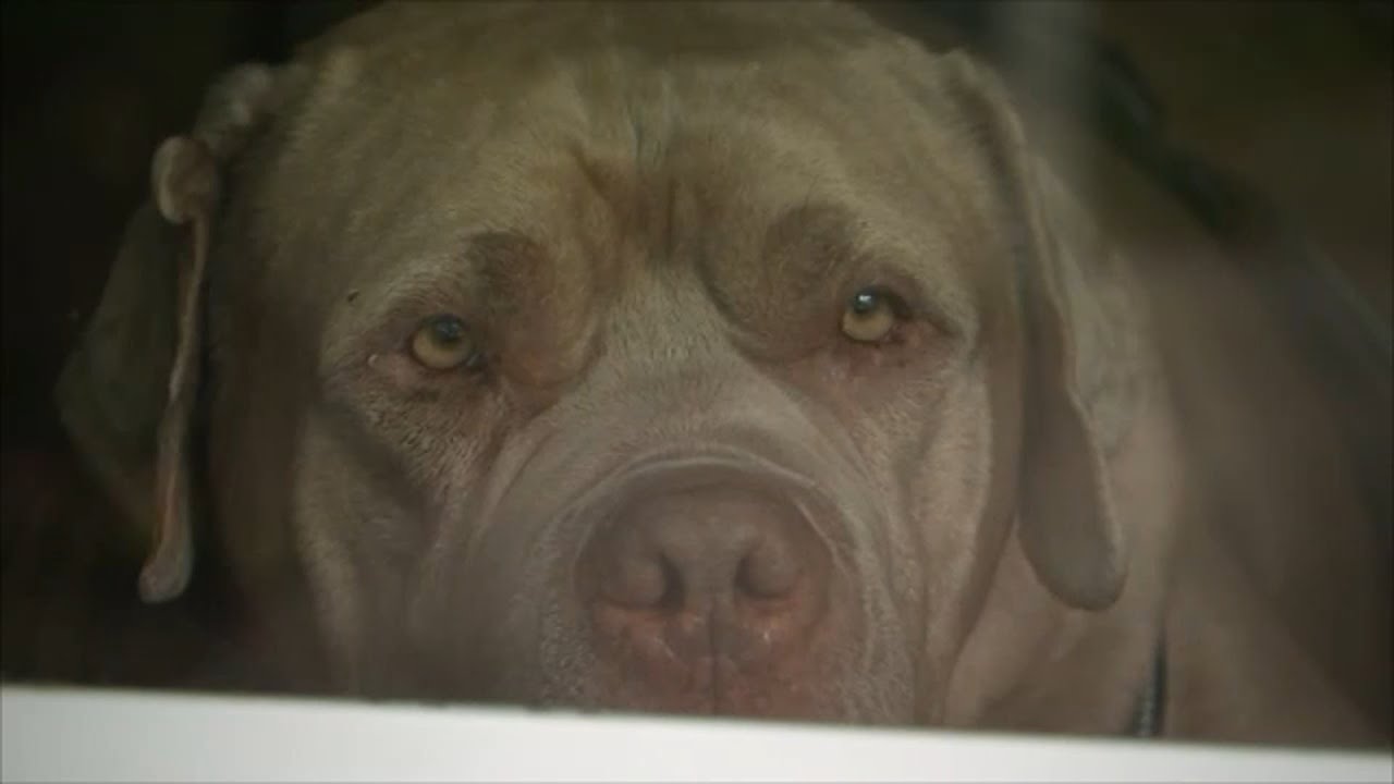 Hero rescue dog Enzo bites and scares off intruder