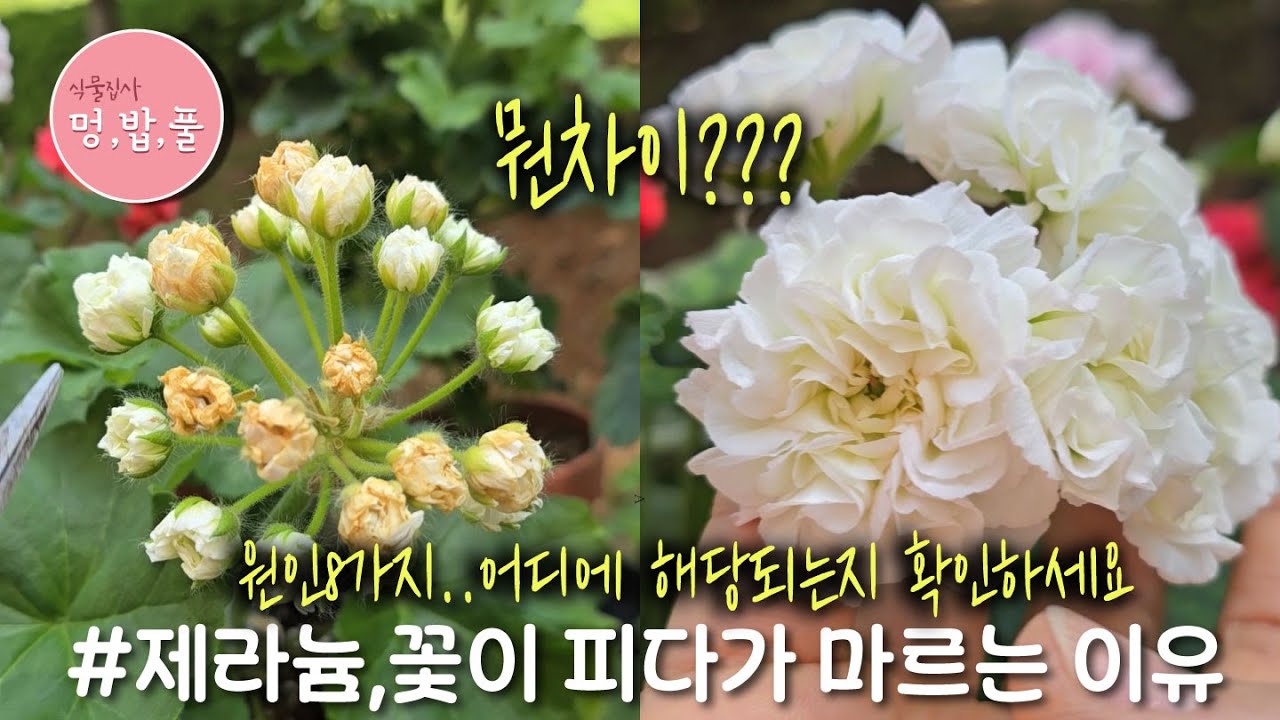 제라늄,꽃이 마르는 이유 #러시아제라늄문제 #꽃마름 #꽃피다마름 #꽃이누렇게