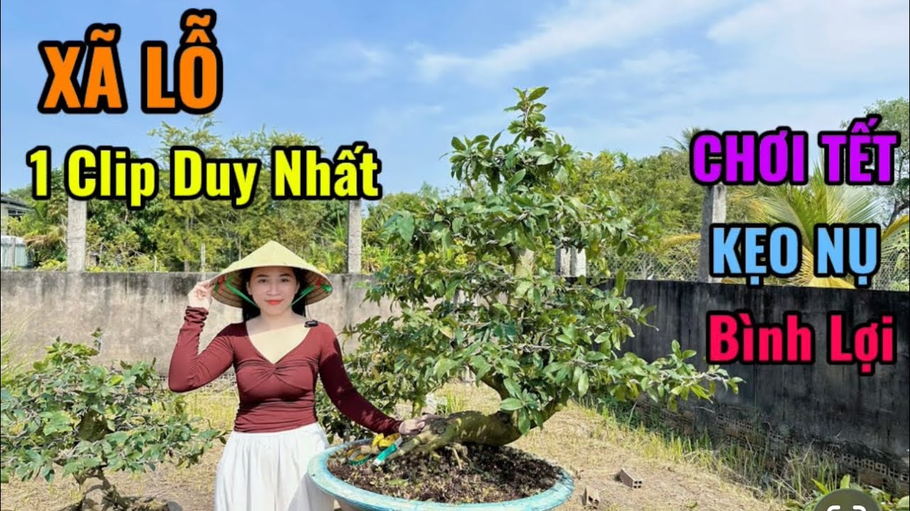 Xã Lỗ,1Clip Duy Nhất,Chơi Tết,Kẹo Nụ,Bình Lợi,Nhị Ngọc Toàn-30/1/26-Trang Mai Vàng Cần Thơ.