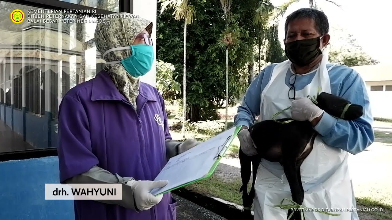 BBVet Maros - Pengambilan spesimen/sampel darah pada anjing