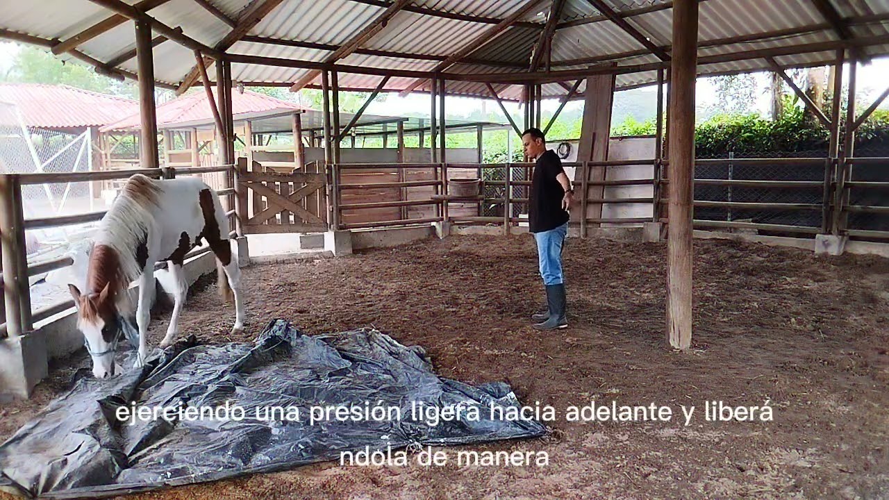 Cómo desensibilizar un caballo nervioso. 