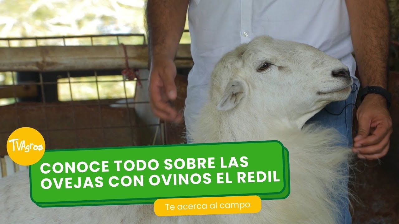 Conoce todo sobre las ovejas con Ovinos El Redil 🐑🐑- TvAgro por Juan Gonzalo Angel Restrepo