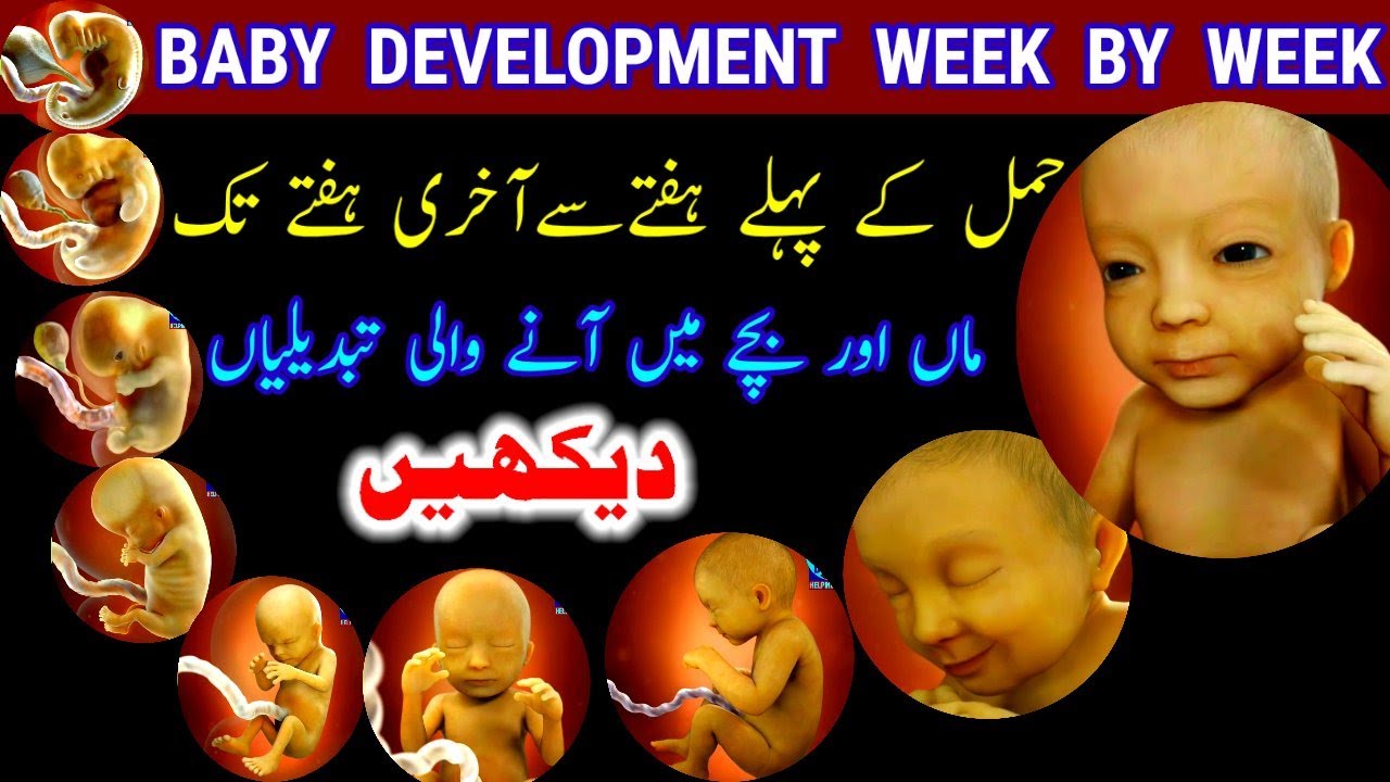 Baby Development Week by Week |Pregnancy Week by Week |Week by Week Pregnancy Symptoms |Baby Growth