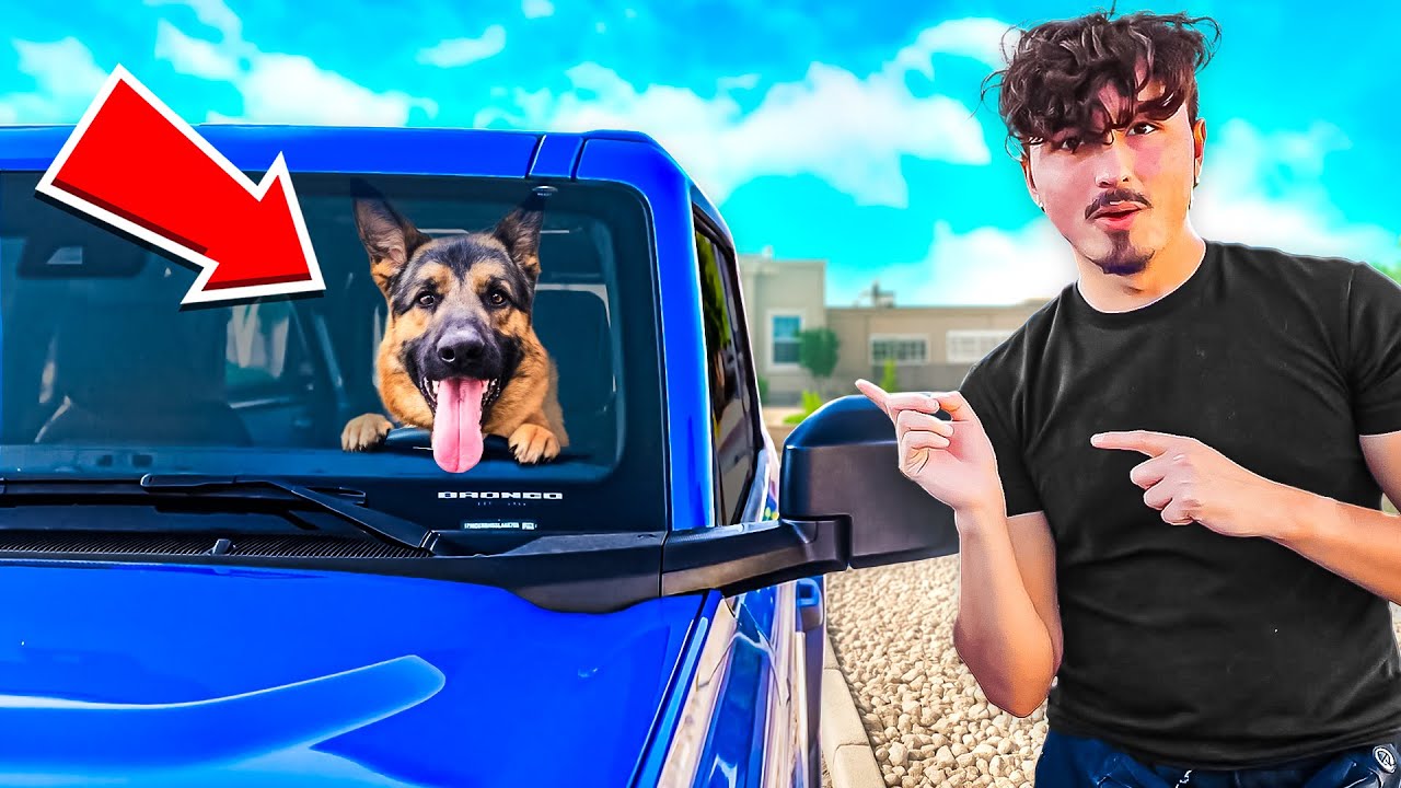 My dog got a NEW CAR