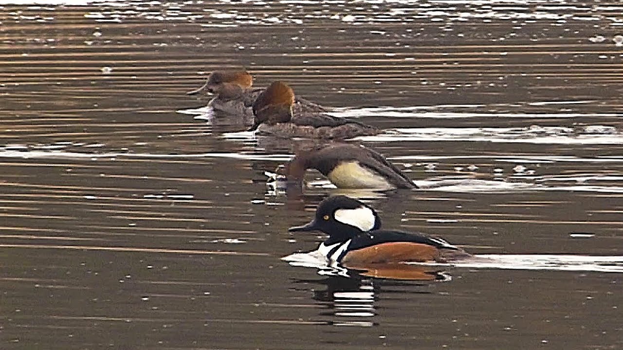 Hooded Mergansers Diving