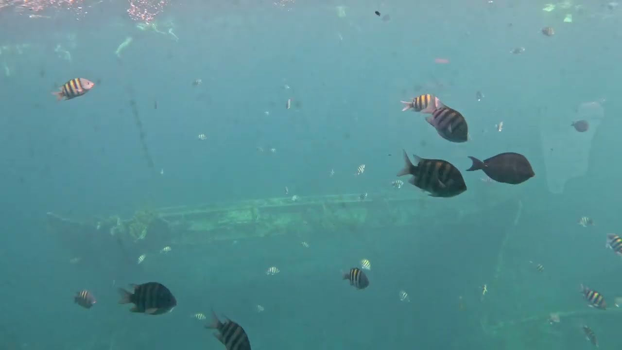 Semi-Submarine Tour in Aruba (SS Antilla)