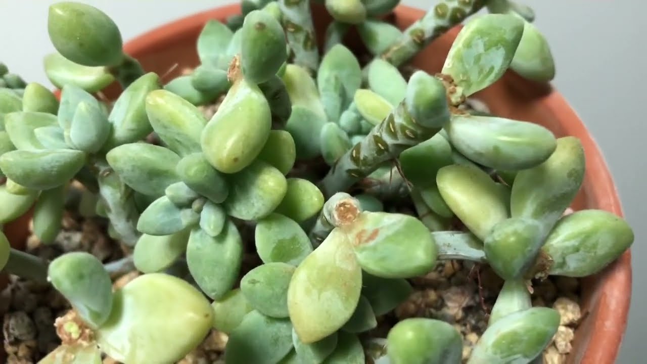 Grapto hybrid Cheesecake | Propagation, Decrowning