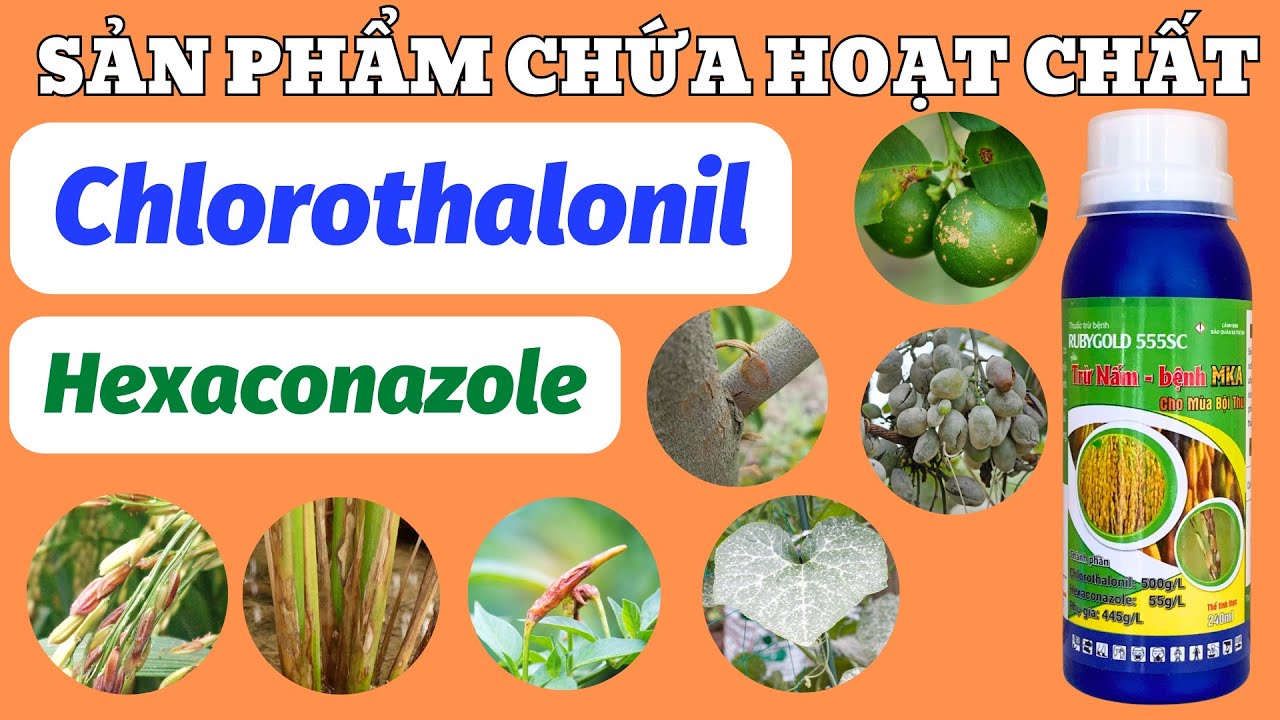 Hoạt chất Chlorothalonil | Sản phẩm kết hợp tiếp xúc lưu dẫn ưu thế cả phòng và trị