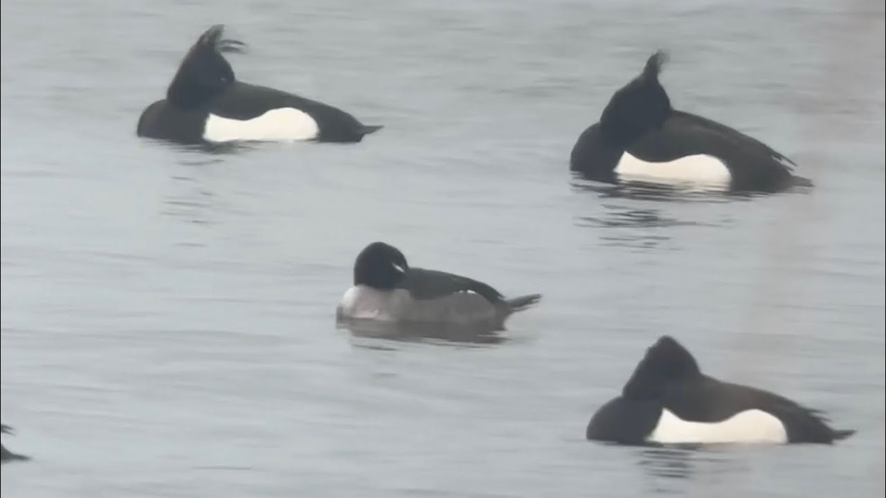Garrot albéole, bufflehead, bucephala albeola, Almere, Pays-Bas, Février 2026