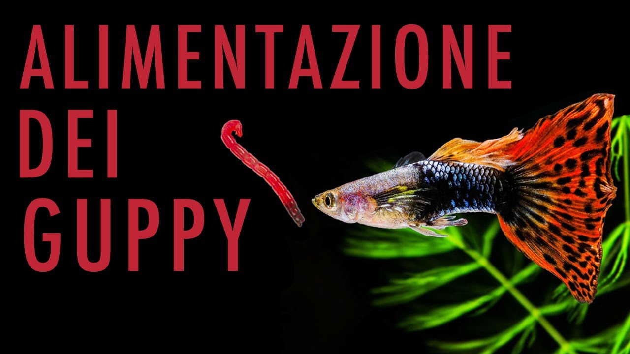 Guppy: Alimentazione corretta