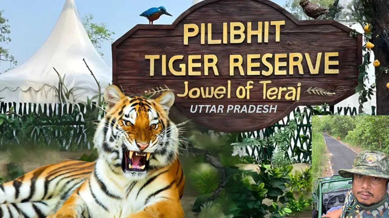 Pilibhit Tiger Reserve | Tiger Safari | Pilibhit | Jungle Safari | Pilibhit Wildlife Safari
