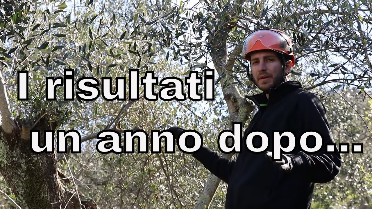 Oliveto abbandonato, potatura olivo 1 l'anno dopo la riforma