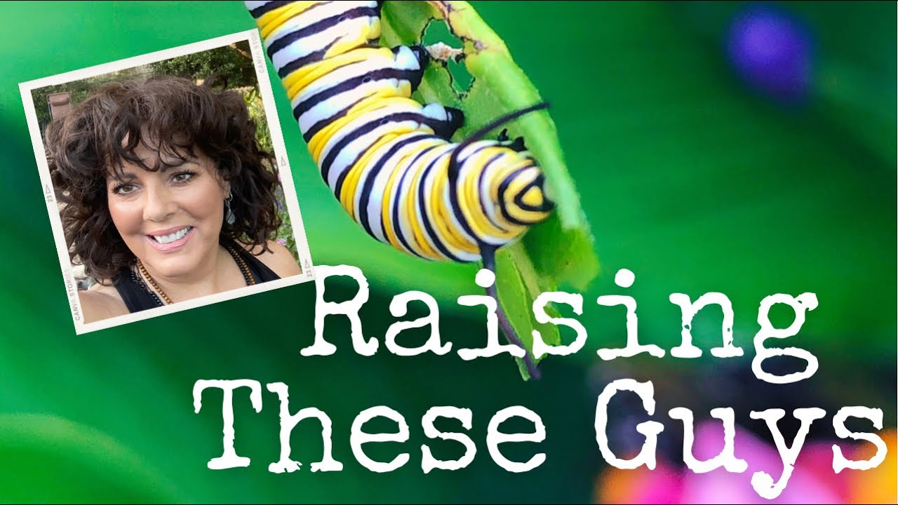 How I Raise Monarch Butterflies | Florida Zone 10a